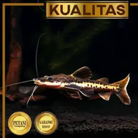 TSN Catfish Ikan Hias Predator Air Tawar Hiasan Aquarium Tanaman Aquascape