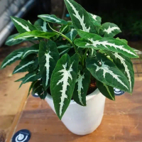syngonium hijau putih -syngonium wedlendi - singonium putih hijau