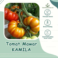 60 Biji - Benih Tomat Keriting Tomat Mawar Semi Determinate