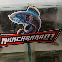 stiker ikan channa limbata murmer