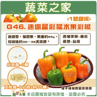 【蔬菜之家】G46.迷你晶彩橘水果彩椒(1號甜椒)種子 (共2種包裝可選)