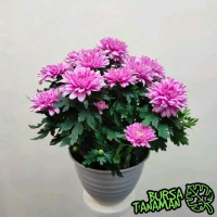 Tanaman Hidup bunga Krisan Ungu / tanaman bunga krisan / bunga krisan Daun - Pohon Kerisan