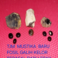 Batu  Fosil Galih  Kelor  Asli  Dari  Lebak  Banten  Tersedia  2warna  Hitam Dan Coklat