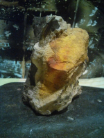 batu kayu fosil