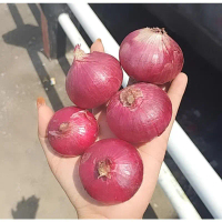 BAWANG MERAH INDIA