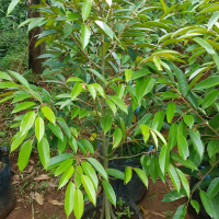Bibit Durian Bhineka Bawor Banyumas Original Indukan Valid Tinggi 1 Meter Planterbag Asli Siap Tanam