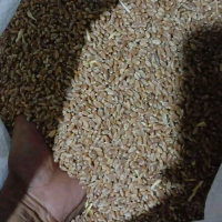 GANDUM utuh original  1KG