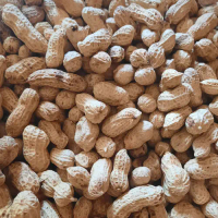 KACANG KULIT OVEN 1 BALL BERAT 2,5KG