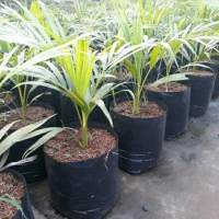 bibit tanaman hias palem kuning - pohon palem kuning - pohon palem hidup kuning - tanaman hidup palm