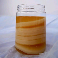 bibit scoby kombucha teh fermentasi jamur dipo premium diameter ±10cm tebal ±1cm lengakap dengan sta