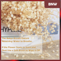[COD] BUYNOW - Baby Breath Dried Flower 50gram Bunga Preserved Import Dekorasi Pernikahan Premium De