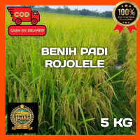 BENIH PADI UNGGUL ROJOLELE SUPER BERKUALITAS KEMASAN 5 KG Tanaman