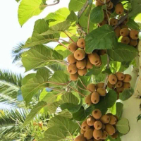 Bibit buah kiwi siap tanam cepat berbuah