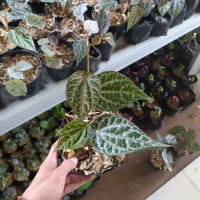 tanaman sirih merah daun sirih merah - pohon sirih - merambat