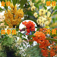 ✿千千園藝館✿新采桂花種子沙藏桂花樹種子金桂丹桂沈香桂朱砂桂四季桂花種桂花