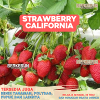 10 BUTIR BENIH STRAWBERRY CALIFORNIA DATARAN RENDAH Manora Kelly Bright STOBERY Putih Rambat Merah  