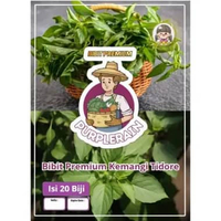 Bibit Premium Kemangi Tidore | Benih Daun Kemangi Tidore