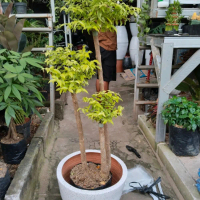 bonsai anting putri susun 3 batang/ pot puti teracota