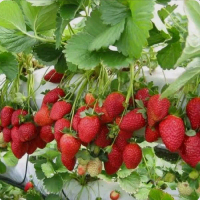 tanaman strawberry jumbo cepat berbuah berkualitas baik pilihan unggul perawatan mudah rasa segar ma