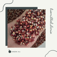 JAGUNG MANGGIS ATAU UNGU KRISTAL PAKAN MERPATI DORO