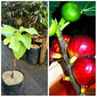 bibit tanaman tin red israel