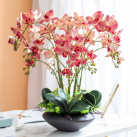 【免運】綠植 盆栽 裝飾品 擺件 手感蝴蝶蘭仿真花高檔套裝客廳前臺假花擺件插花裝飾花藝盆栽擺設 八折下殺 打骨折 可開發票 加客服賴享受巨額減免金牌保障