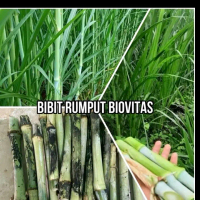 TERLARIS 1 KG BIBIT RUMPUT BIOVITAS BB BIOGEN  Pakan DOMBA KAMBING SAPI KERBAU KUDA  Berkualitas dan