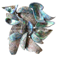 Paua Abalone Shell Polished Kerang Abalon Cangkang Kerang Abalon