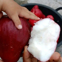 Bibit Jambu Jamaika Jambu Air Tanaman Okulasi