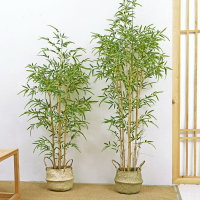仿真綠植 發財樹 仿真植物 盆栽 盆景大型仿真竹子落地盆栽客廳新中式禪意假竹子隔斷擋墻現代景觀造景