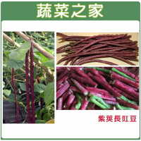 【蔬菜之家】E15.紫莢長豇豆種子(共有2種包裝可選)