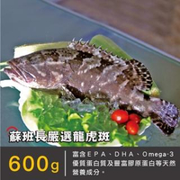 【蘇班長安心石斑】龍虎斑鮮魚條凍600g 任選1500免運 永安漁會認證最好吃的石斑(永安石斑 龍虎斑 龍膽)