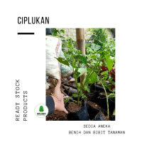 Bibit Buah Cecendet Ciplukan - Pohon Cecenet Herbal