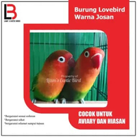 Burung Lovebird Josan Sepasang