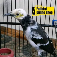 JALAK HONGKONG REMAJA PILIHAN SUDAH BUNYI