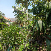 taneman pohon buah duren musang king 4mtr/ taneman buah murah