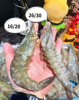 【天天來海鮮】青龍海白蝦，黑盒海老牌白蝦 重量:700克
