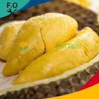 Bibit Tanaman Durian Musangking