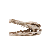 化石鱷魚頭