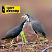 BURUNG RUAK RUAK SEPASANG PILIHAN AVIARY SEPASANG