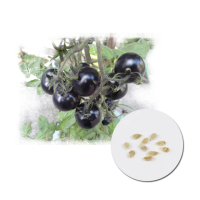 【蔬菜工坊】G89-1.黑美人紫番茄種子