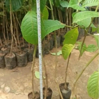 Isi 3 - Bibit tanaman Trichantera Gigantea - Pakan Ternak Alternatif - Bernutrisi Tinggi