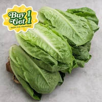Selada Romaine 1 kg