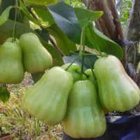 Bibit tanaman jambu air madu deli okulasi rimbun boleh COD