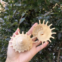 Natural Conch Shell Hermit Crab Replacement Shell Fish Tank Aquascape Home Decoration