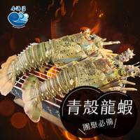 青殼龍蝦(100~500g±10%/隻)