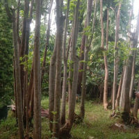 pohon pule putih gruping tinggi 5 meter