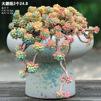 可開發票 花盆 紫砂大口徑多肉花盆陶瓷家用高檔拼盤老樁蘑菇盆群生客廳陽臺批發