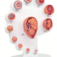 4D puzzle building toy human fetal growth organ anatomy model for medical teaching