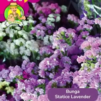 Benih Tanaman Hias Bibit Bunga Lotus Air Anggrek Matahari Mawar Statice Lavender